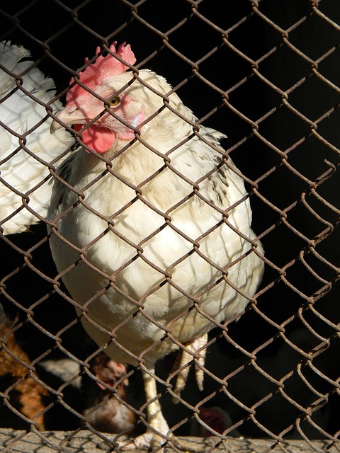 庫裏投籃表現不佳僅得2分 施羅德首秀狀態低迷 勇士遭灰熊大敗51分.